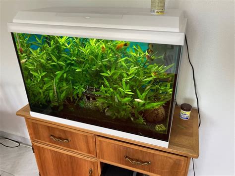 Aquarium Juwel 70 Liter Kaufen Auf Ricardo