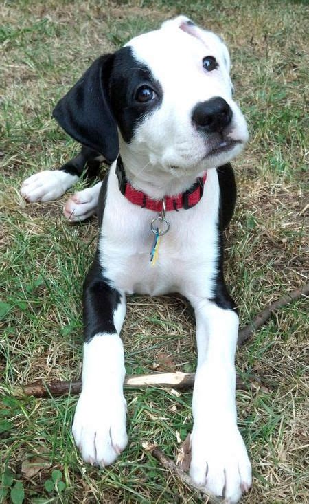 White Boxer Lab Mix