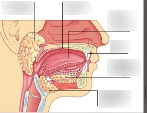 BI 242 Lab 9 Image 30 Salivary Glands Diagram Quizlet