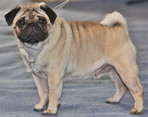 Pug Dog Breed | Best Grooming, Health, Temperament & Facts