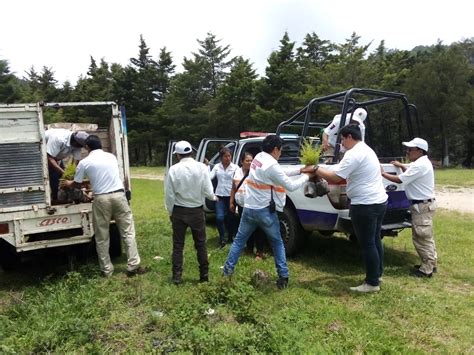 Plantan Mil Rboles En Terrenos De La Unach En Teopisca