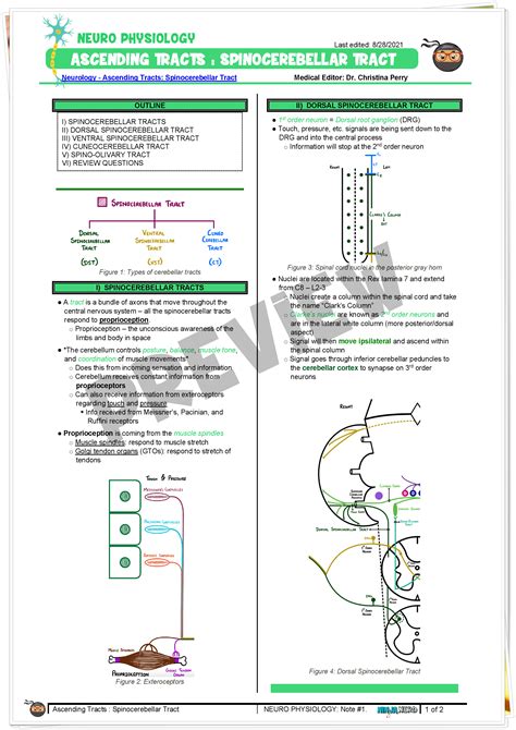 Ascending Tracts | Spinocerebellar Tract - Notes - NinjaNerd Medicine