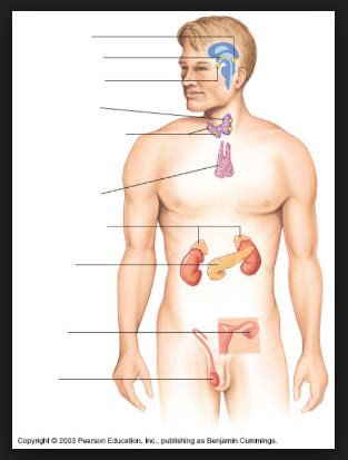 Chapter 17: Endocrinology Diagram | Quizlet