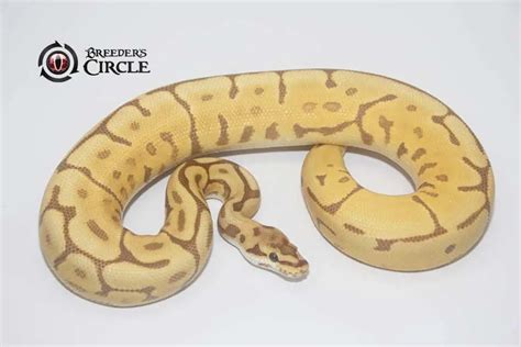 9 Best Ball Python Breeders in the US and the UK