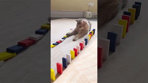 It Is Not My Game 😹 Cat Catsoftiktok Fyp Dominos Shorts Fypシ Viral Foryou Cat Cats