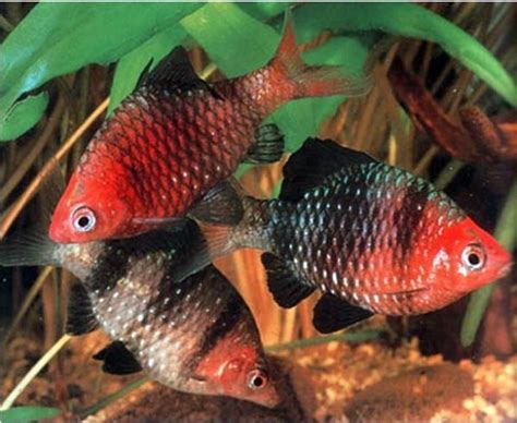 Black Ruby Barb Tropical Fish Arizona Aquatic Gardens