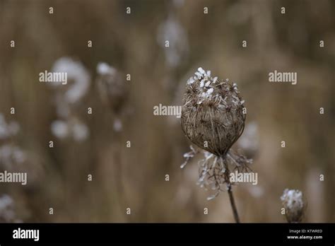 frost on plants Stock Photo - Alamy