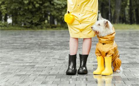 Temporada De Lluvias Cuida A Tu Mascota Con Estos Consejos El Sol De