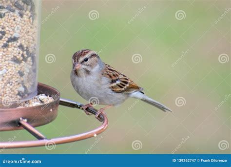 Female Purple Finch on a Bird Feeder Stock Image - Image of avian, beak ...