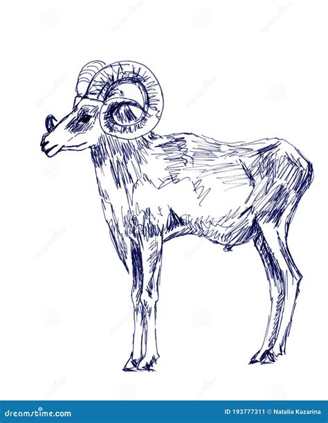 Mountain Ram Graphic Black And White Drawing On A White Background