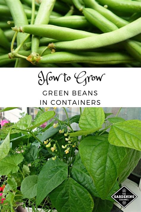 Growing Green Beans Pots Okejely Garden Plant