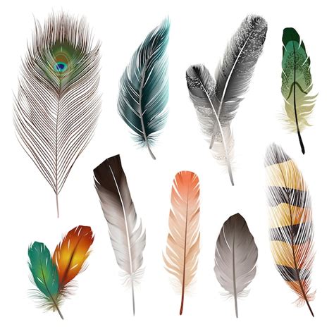 Conjunto De Plumas Realistas De Aves Vector Gratis