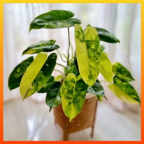 Jual Tanaman Hias Rambat Gantung Philodendron Burlemax Variegata