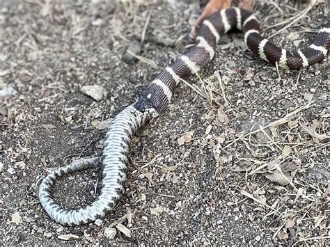 Epic Day Herping W My 5 Year Old And His Friend That Culminated W A