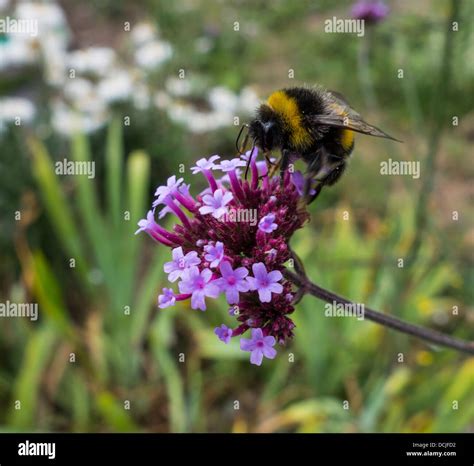 Bumble Bees On Flowers