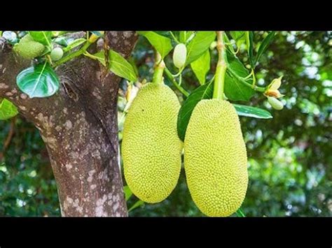 A To Z Lechi The Kathal Tree In Pakistan Jackfruit Tree In Mirfarm