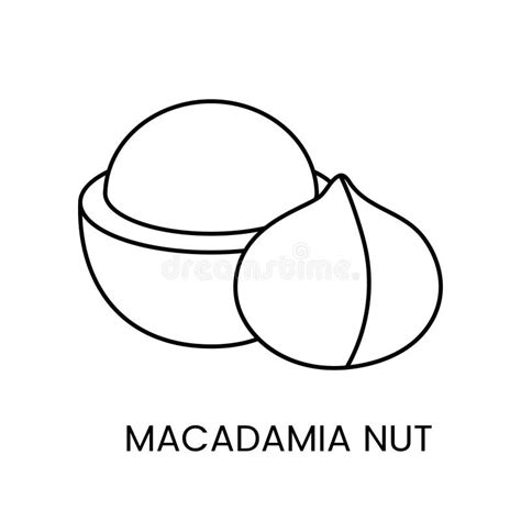 Explore The Richness Of Macadamia Nut A Captivating Line Vector Icon