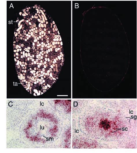 Tissue Distribution Of Su Fu In Adult Mouse Testis A Cross Section