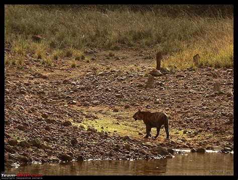 Tadoba Andhari Tiger Reserve - Rocking - Team-BHP