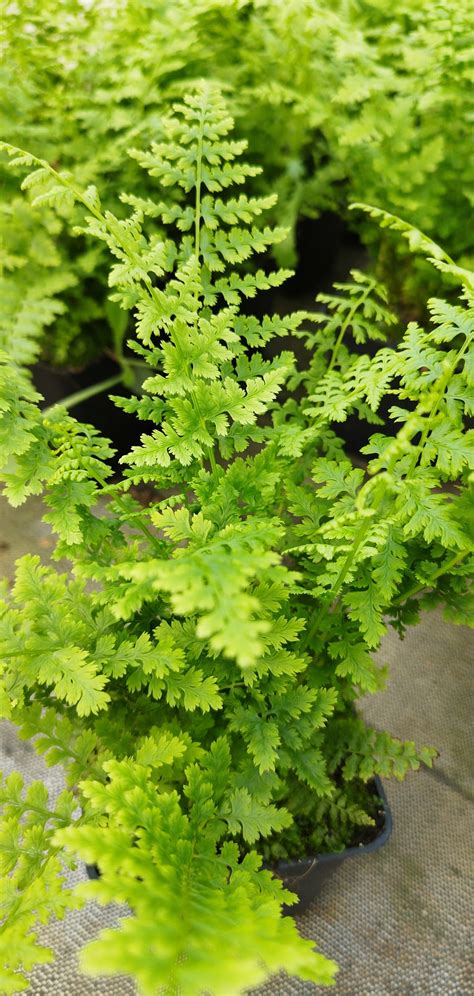 Wietlica Samicza Papro Athyrium Filix Femina Wodne Ro Liny Perfekt Klik