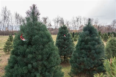 Choose And Cut Or Fresh Pre Cut Scotch Pine Christmas Trees