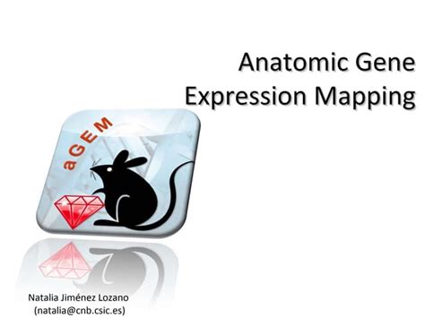 anatomic Gene Expression Mapping | PPT