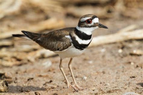 Censo de aves playeras conoce las especies más representativas del