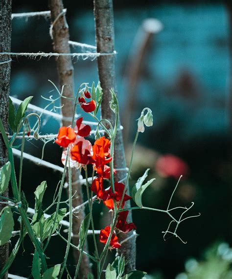 Why Pinching Out Your Sweet Peas Is Important Gardeningetc