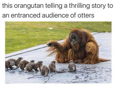 Otters And Orangutan - In Otter News