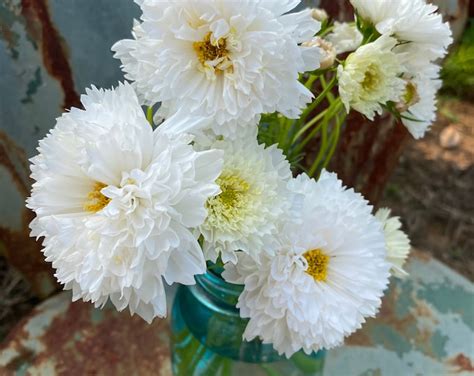 Double Click Snow Puff Cosmos Seeds Double White Flowered Cosmos