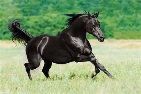 Black Arabian horse stallion - Photorator