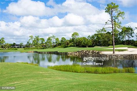 2,151 Florida Evergreen Trees Stock Photos, High-Res Pictures, and ...