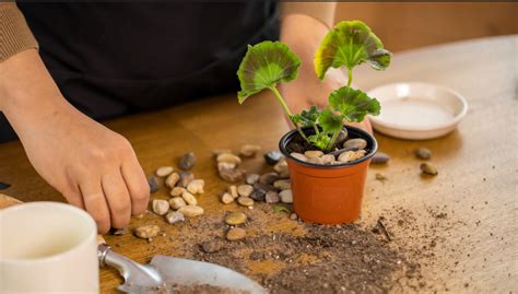 What S The Best Potting Soil For Geraniums Pelargoniums Hubpages