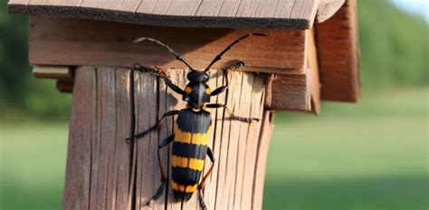 Capricornes Des Maisons Comment D Tecter Et Radiquer Ces Insectes