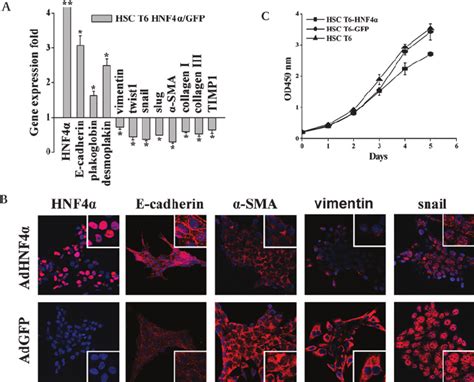 Hepatocyte Nuclear Factor A Hnf A Deactivates The Myofibroblasts