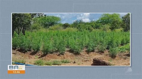 Cerca De Mil P S De Maconha S O Encontrados Na Ba Planta O