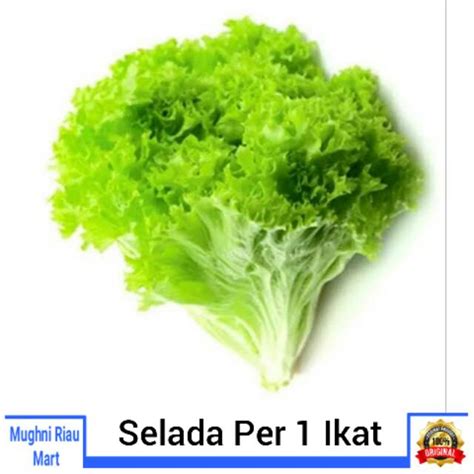 Jual Selada Sayur Per Ikat Shopee Indonesia