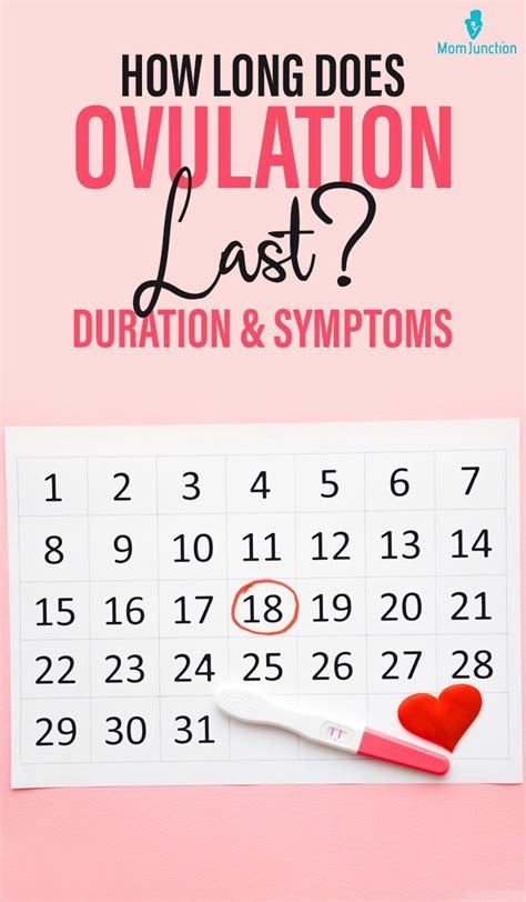 How Long Does Ovulation Last Duration And Symptoms Ovulation Ovulation Cycle Ovulation Time