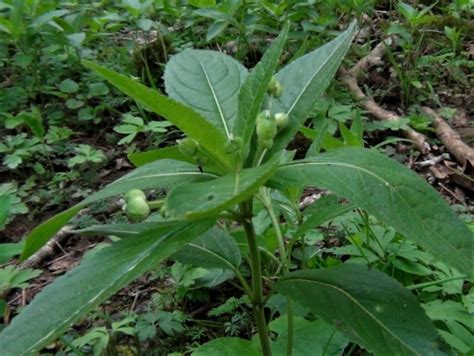 Dogs Mercury Dogs Cole Mercurialis Perennis