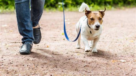 Consejos Cuidar Perro Esta Es La Mejor Hora Del Día Para Sacar A