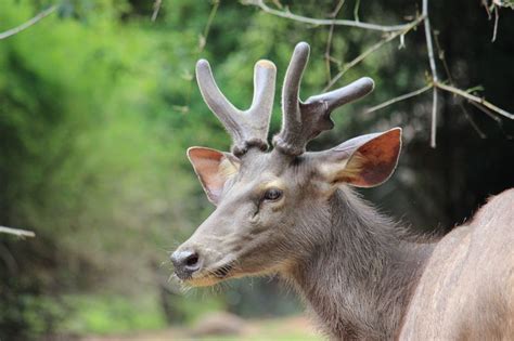 Sangai l Stunning Rare Deer Variety - Our Breathing Planet