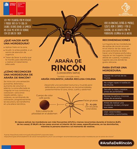 LOGIN CL Cuidados y precauciones que se deben tener ante la araña de