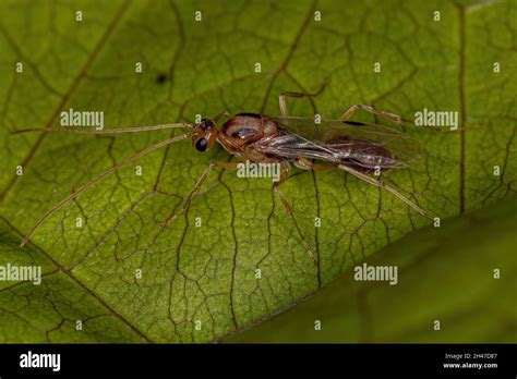 Adult Male Winged Trap Jaw Ant Of The Genus Odontomachus Stock Photo