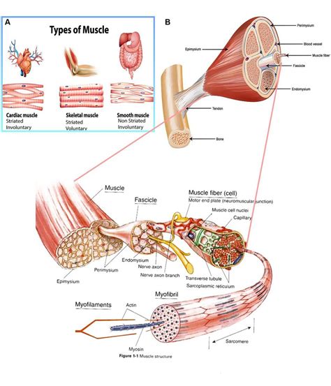 The types of vertebrate muscles and the structure of skeletal muscles ...