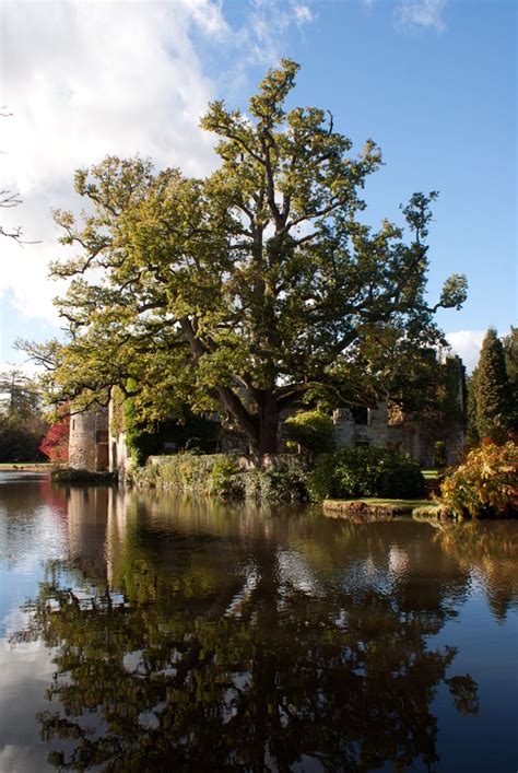 DSC06949 Ancient Oak | Ancient, Oak, Deviantart