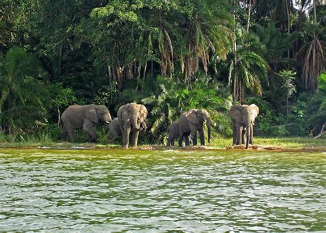 Rubondo Island National Park | Zanzibar Island | Zanzibar