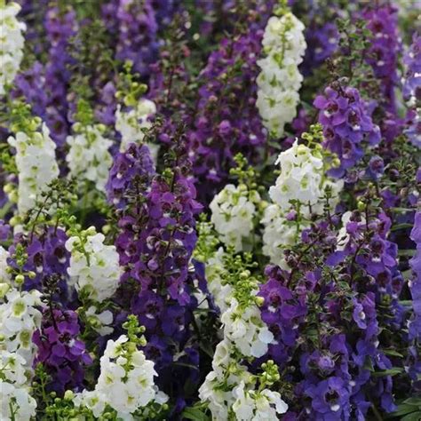 Angelonia Seeds: Angelonias - Annual Flower Seeds