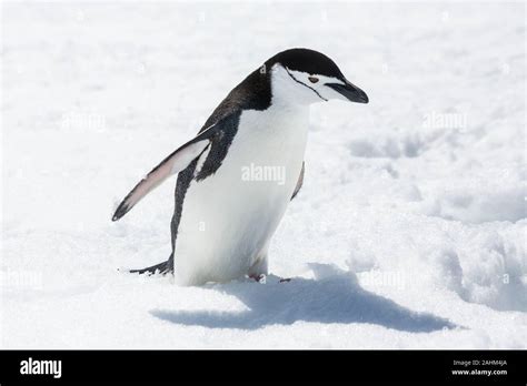 Chinstrap penguin in Antarctica Stock Photo - Alamy