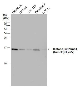 H3K27me3 Antibody (PA5-31817)