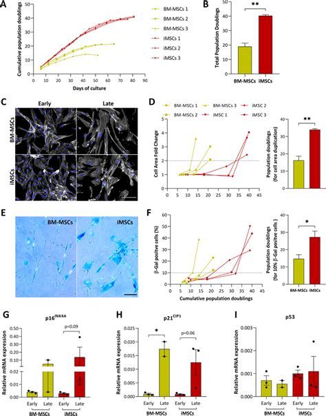 Replicative Senescence Of Bm Mscs And Imscs Expanded Under Hpl